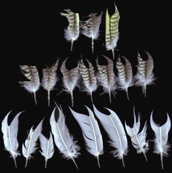 Broken Tail Feathers