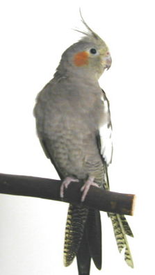 A Female Cockatiel