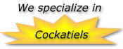 We Specialize in Cockatiels!
