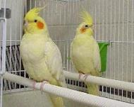 Male and Female Lutino Cockatiel